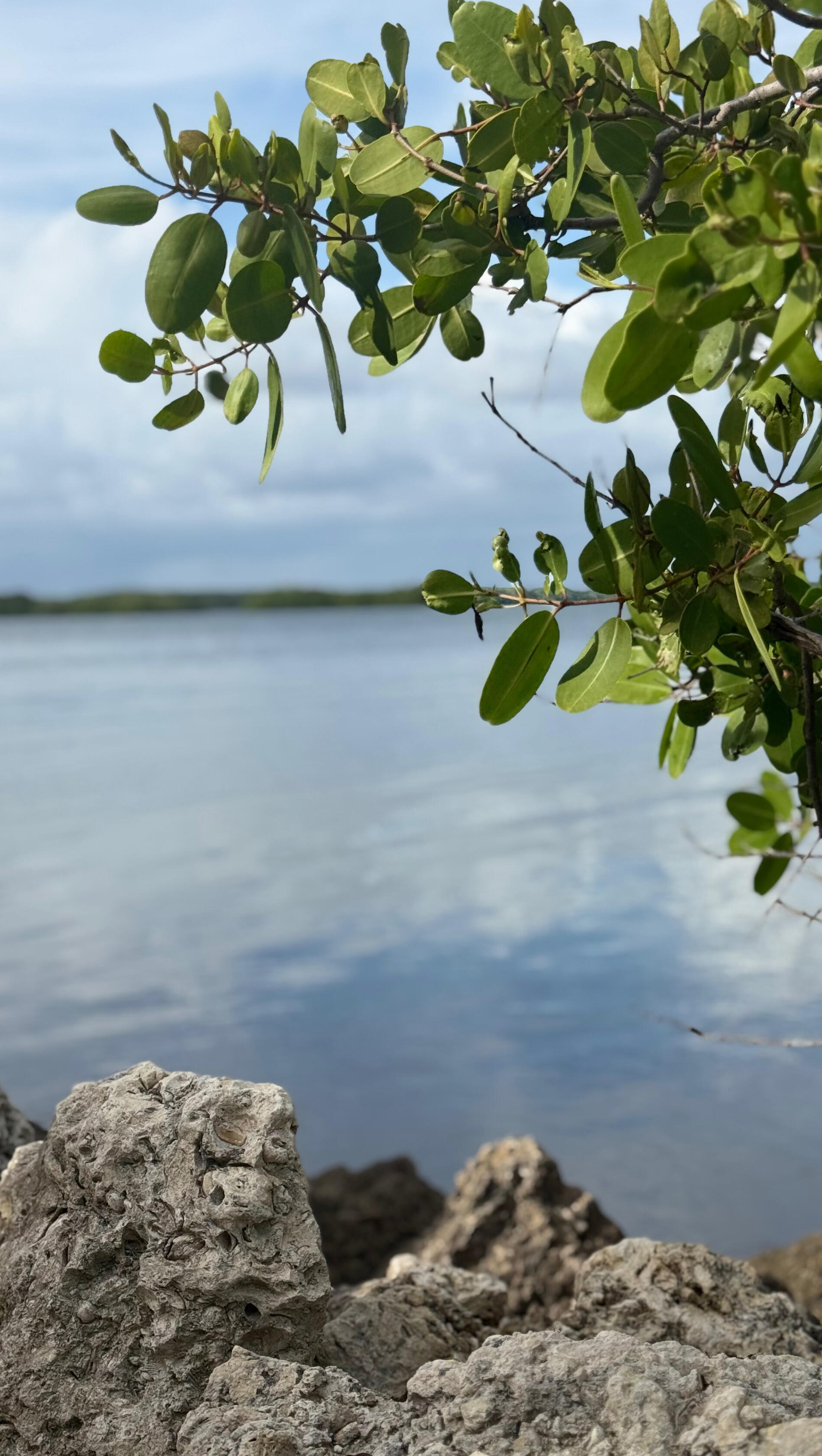Biscayne Biscayne
